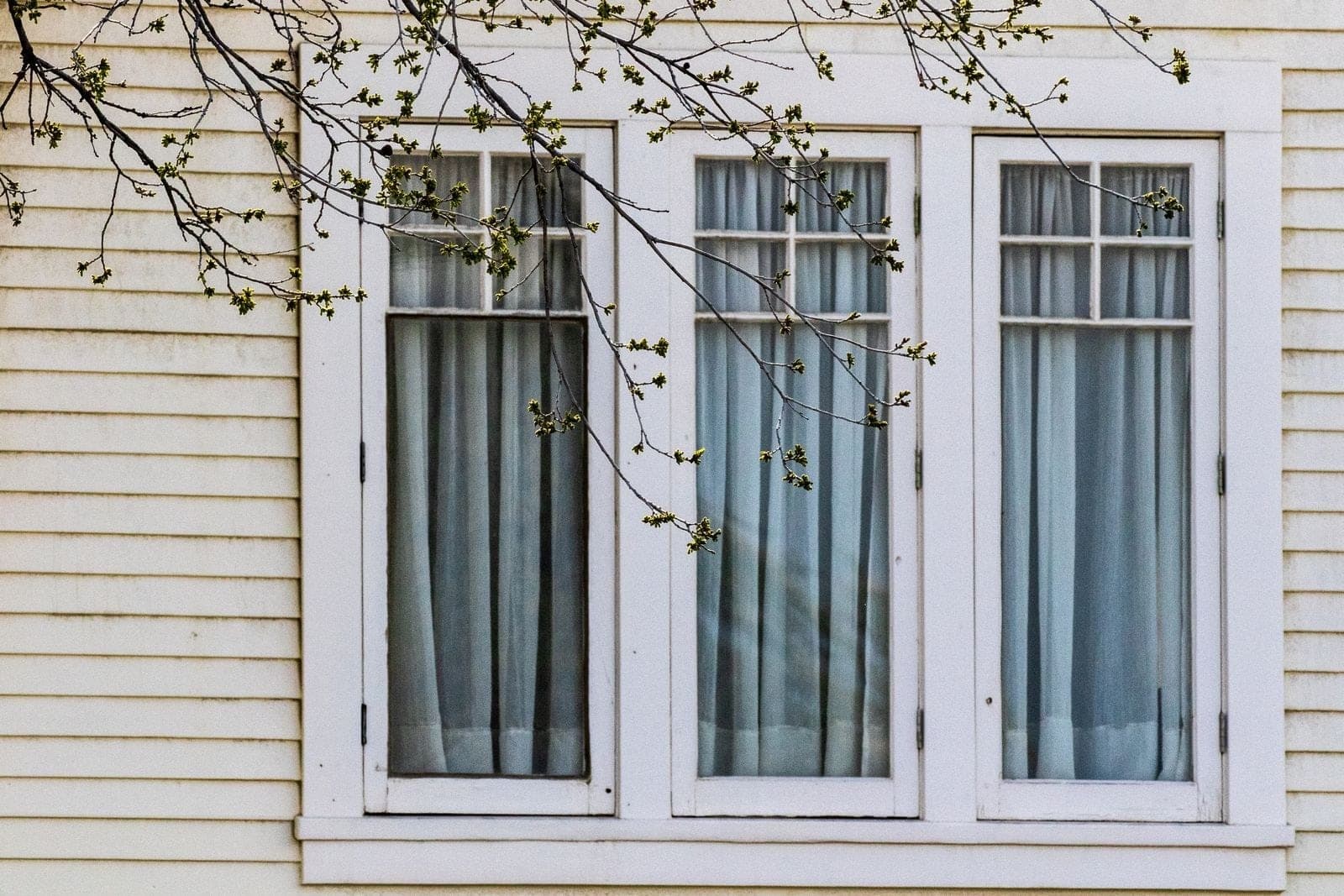 Three tall white casement windows in cream siding behind spring branches