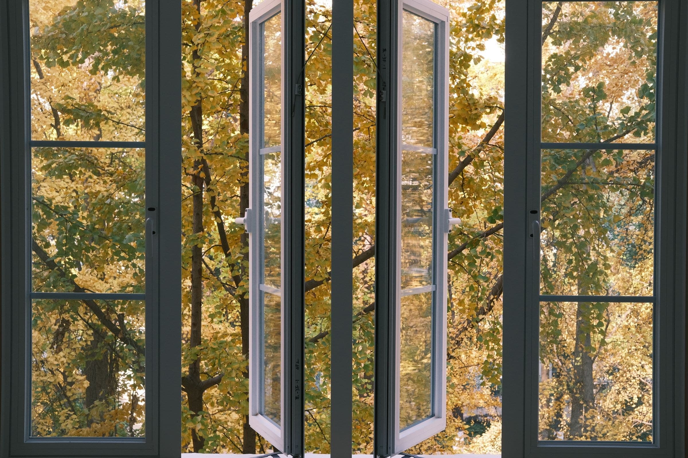 Dark-framed casement windows swung open onto yellow autumn leaves